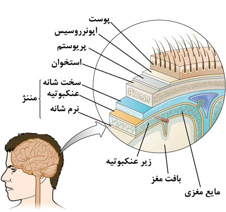 آناتومی سیستم عصبی مرکزی